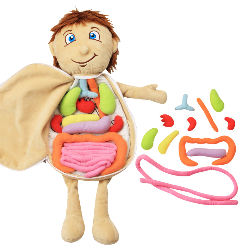 Human Body Puzzle - Kid 3D Puzzle Human Body Model