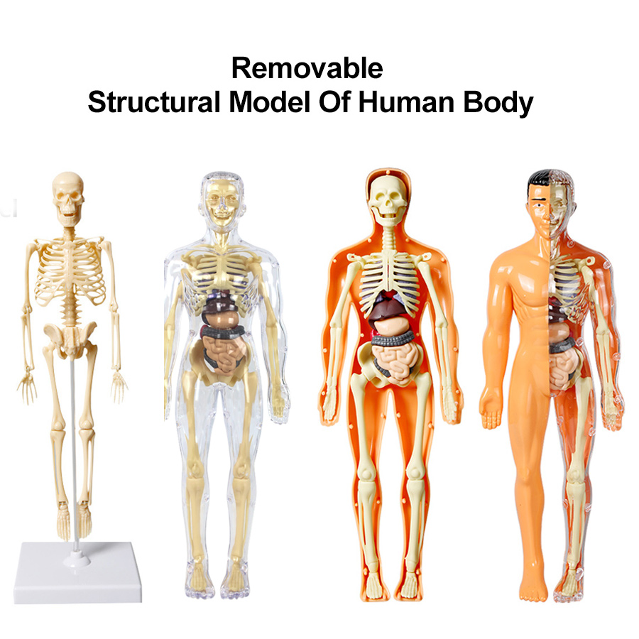 Human Body Puzzle - 3D Human Body Torso Model for