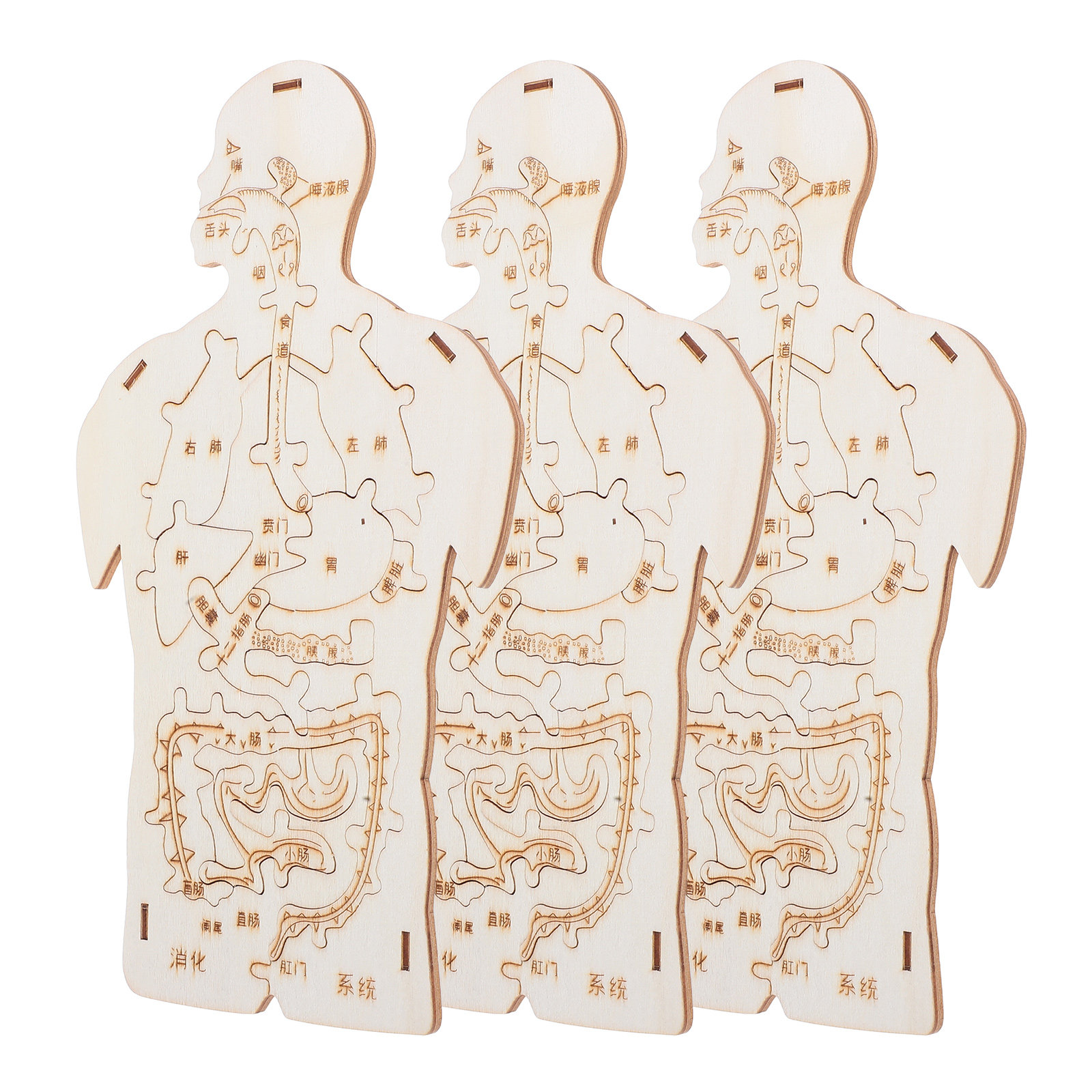 3Pcs Wooden Human Body Puzzle  - огляд і ціна Human Body Puzzle