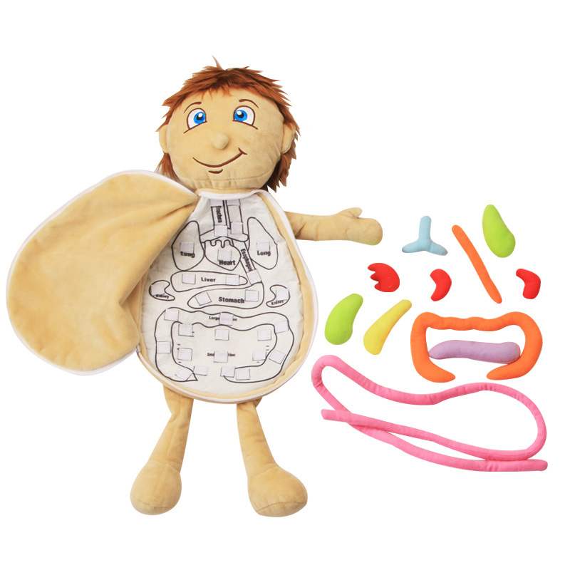 Human Viscera Cognitive Kid 3D - огляд і ціна Human Body Puzzle