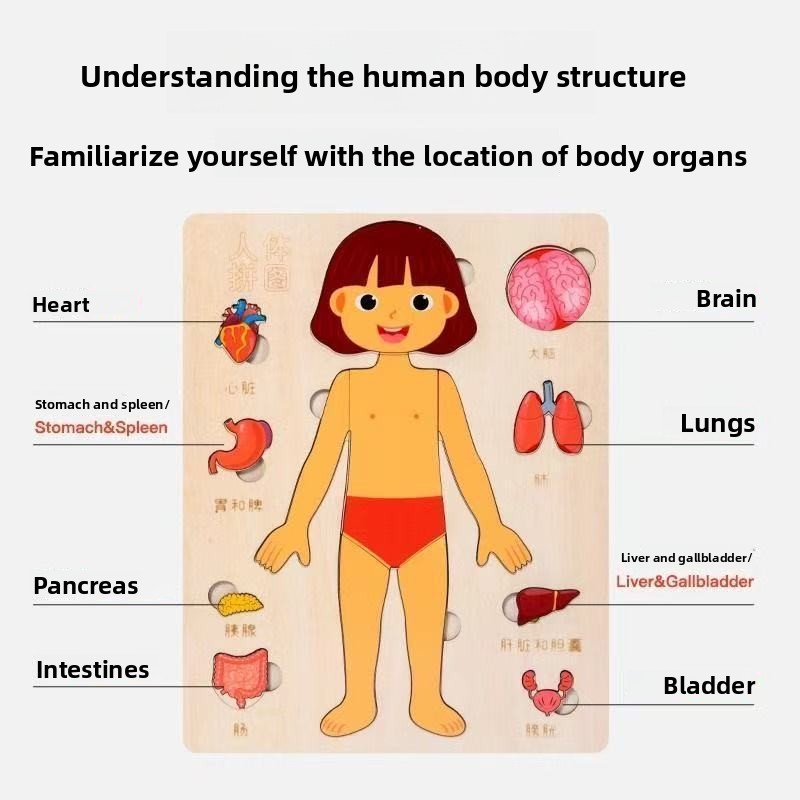Montessori Puzzles Busy Board  - огляд і ціна Human Body Puzzle