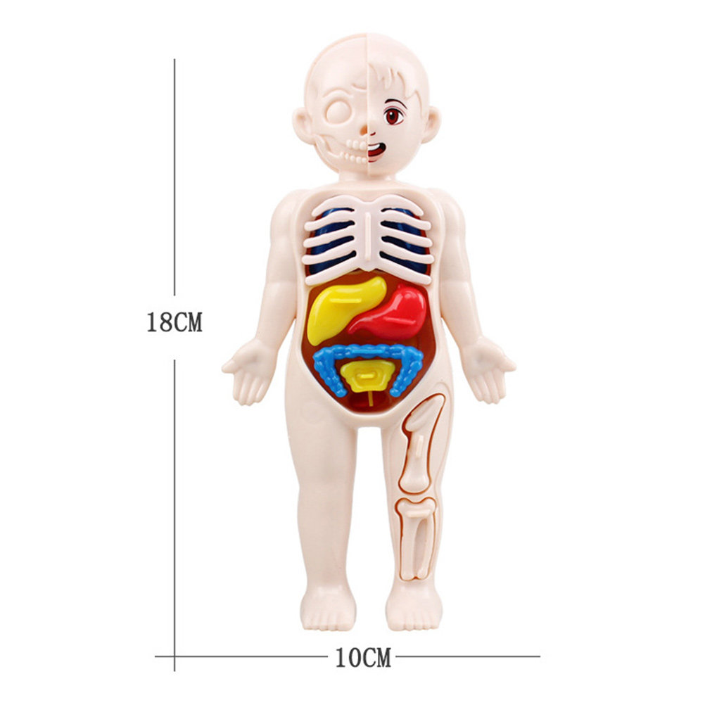 1Set Human Cognitive Puzzle 3D - огляд і ціна Human Body Puzzle