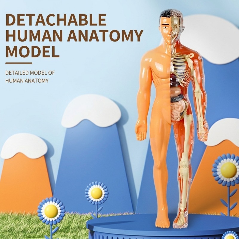 Primary School DIY Human Body  - огляд і ціна Human Body Puzzle