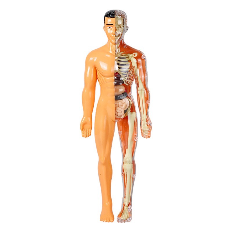 Primary School DIY Human Body  - огляд і ціна Human Body Puzzle
