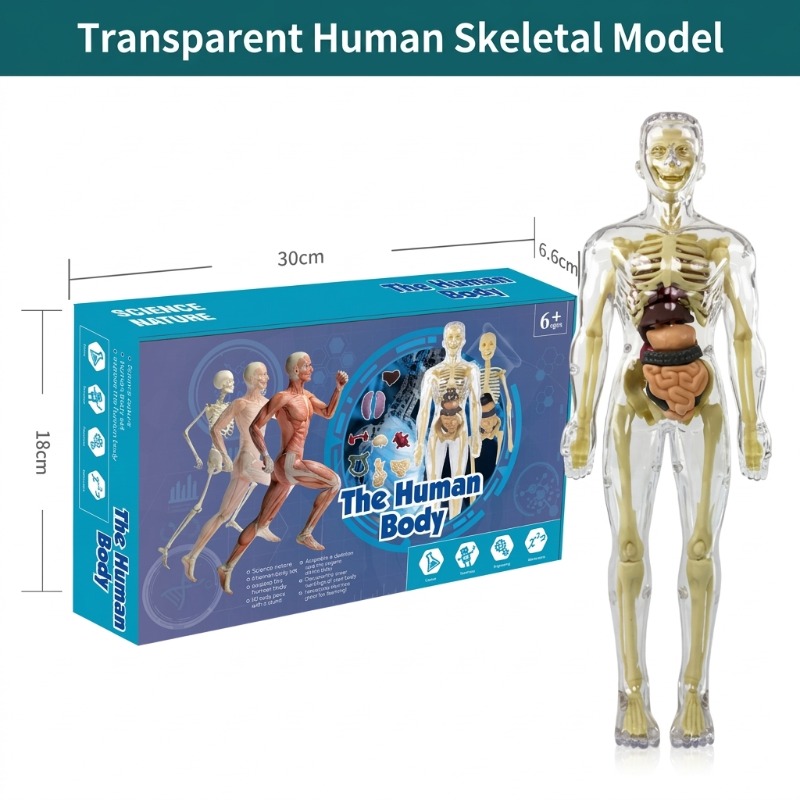 Primary School DIY Human Body  - огляд і ціна Human Body Puzzle