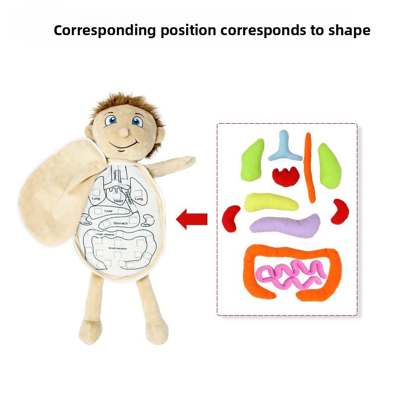 1Pc Human Organ Cognition Puzz - огляд і ціна Human Body Puzzle