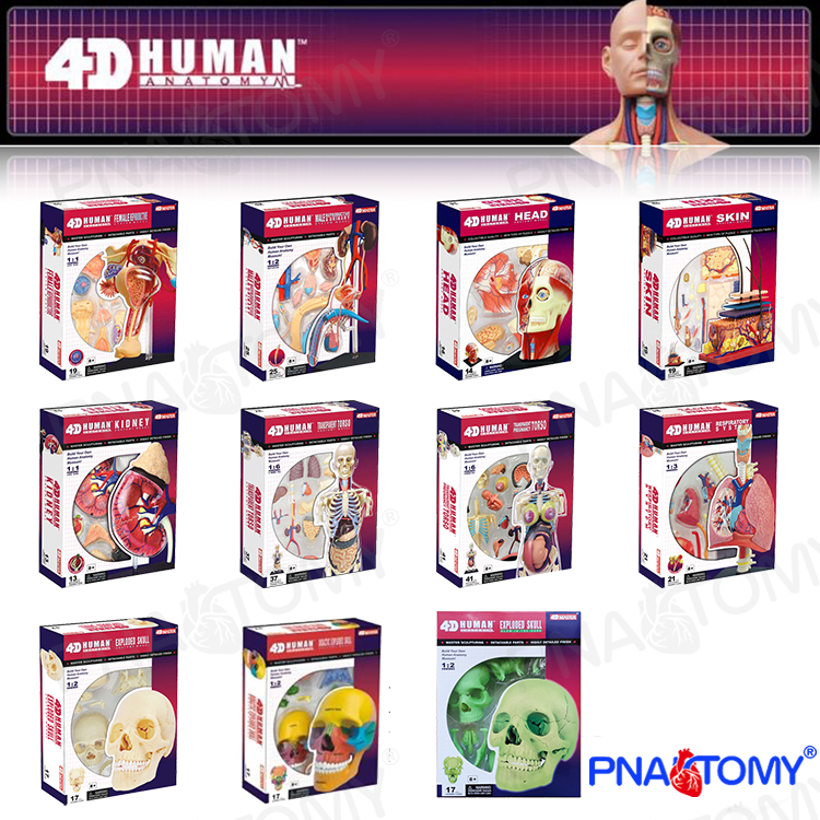 Human Anatomical Model Puzzle  - огляд і ціна Human Body Puzzle