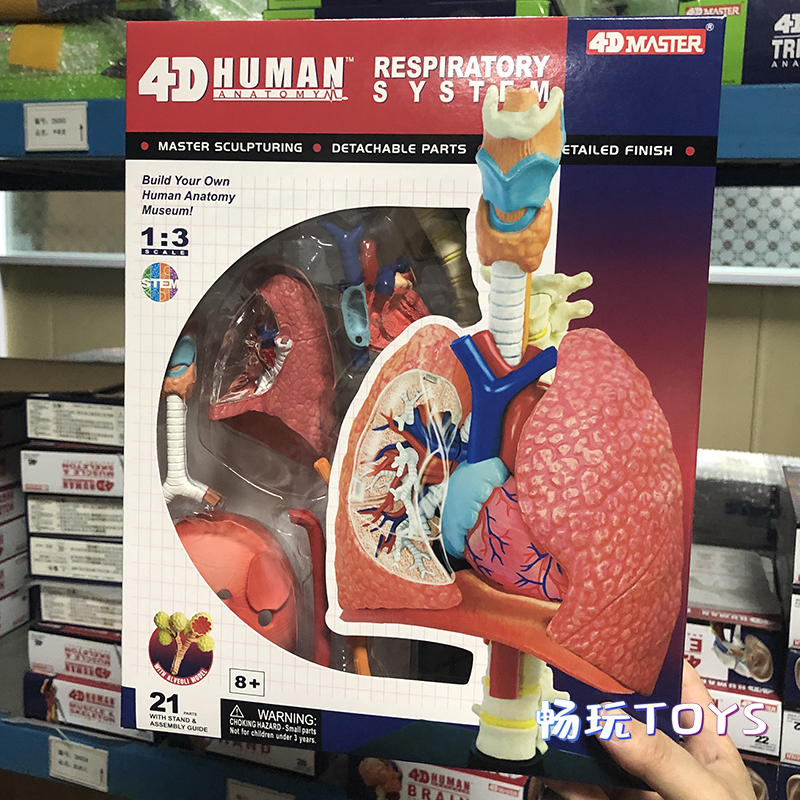 Human Anatomical Model Puzzle  - огляд і ціна Human Body Puzzle