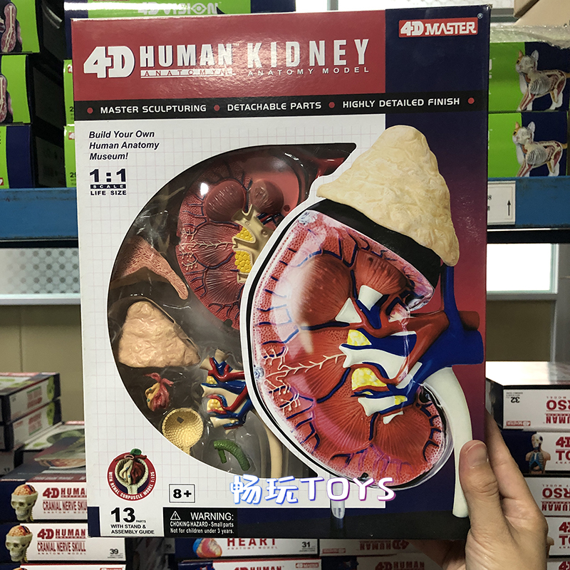 Human Anatomical Model Puzzle  - огляд і ціна Human Body Puzzle