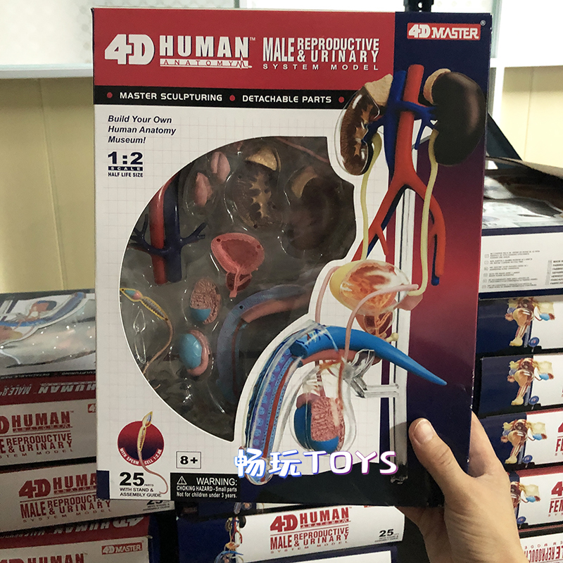 Human Anatomical Model Puzzle  - огляд і ціна Human Body Puzzle
