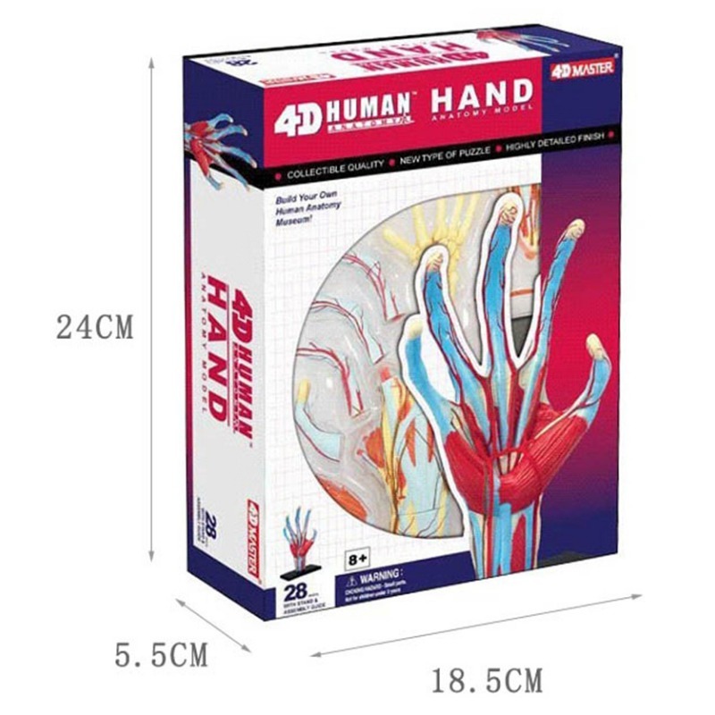 4d Master Human Hand Bone musc - огляд і ціна Human Body Puzzle