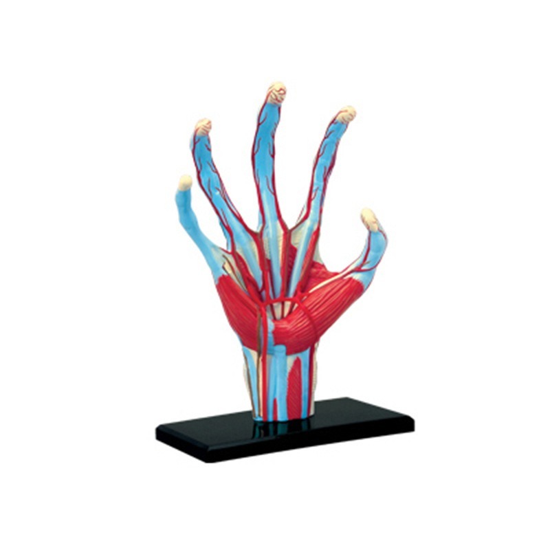 4d Master Human Hand Bone musc - огляд і ціна Human Body Puzzle