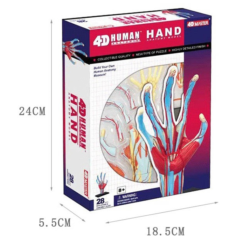 4d Master Human Hand Bone musc - огляд і ціна Human Body Puzzle