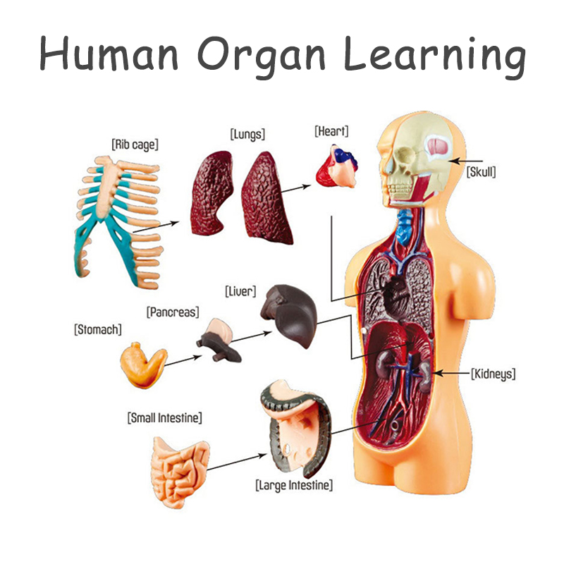 3D Human Body Torso Model Educ - огляд і ціна Human Body Puzzle