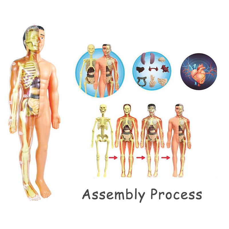 3D Human Body Torso Model Educ - огляд і ціна Human Body Puzzle