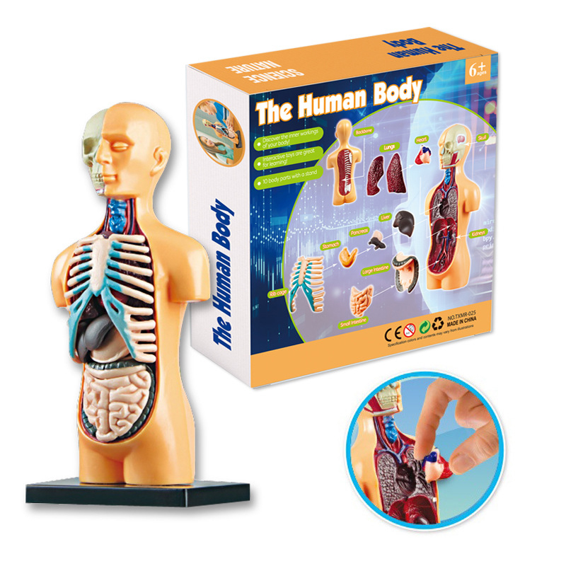3D Human Body Torso Model Educ - огляд і ціна Human Body Puzzle