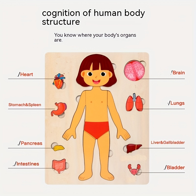 Human Body Puzzles for Kids Wo - огляд і ціна Human Body Puzzle