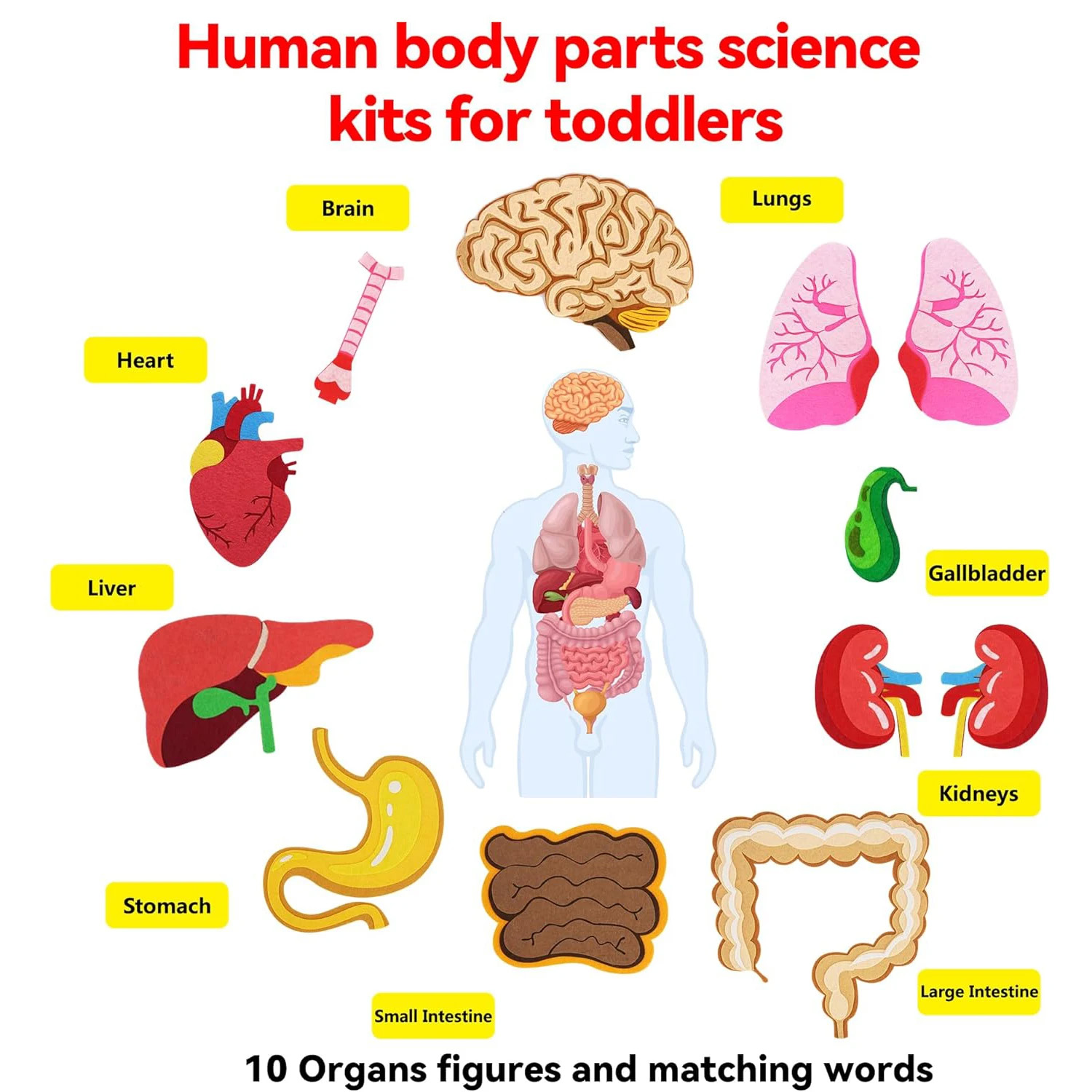 Human Body Parts Felt Board St - огляд і ціна Human Body Puzzle