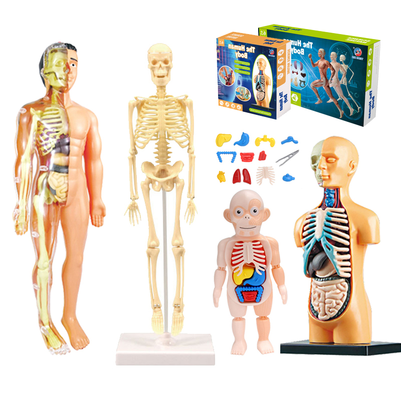 DIY Mannequin 3D Human Body Mo - огляд і ціна Human Body Puzzle