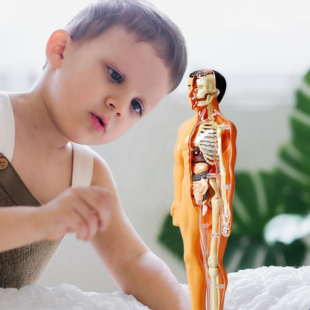 DIY Mannequin 3D Human Body Mo - огляд і ціна Human Body Puzzle