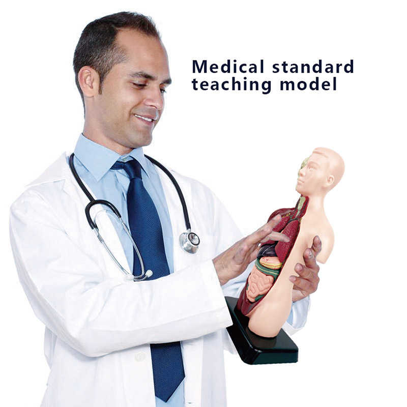 DIY Mannequin 3D Human Body Mo - огляд і ціна Human Body Puzzle