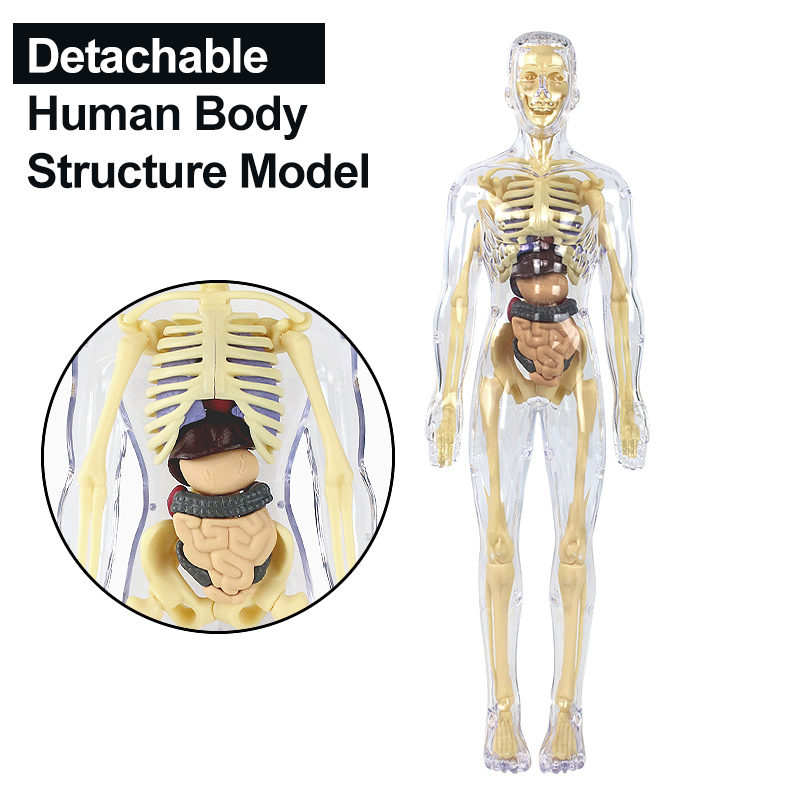 3D Human Body Torso Model for  - огляд і ціна Human Body Puzzle