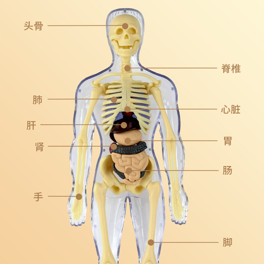 3D Human Body Torso Model for  - огляд і ціна Human Body Puzzle