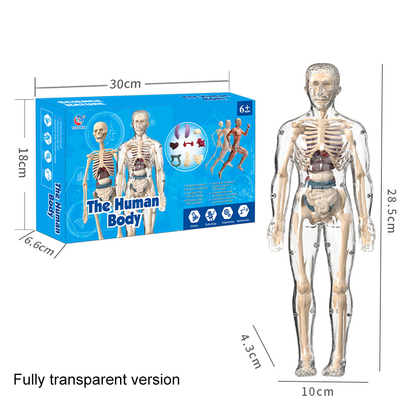 3D Human Body Torso Model for  - огляд і ціна Human Body Puzzle