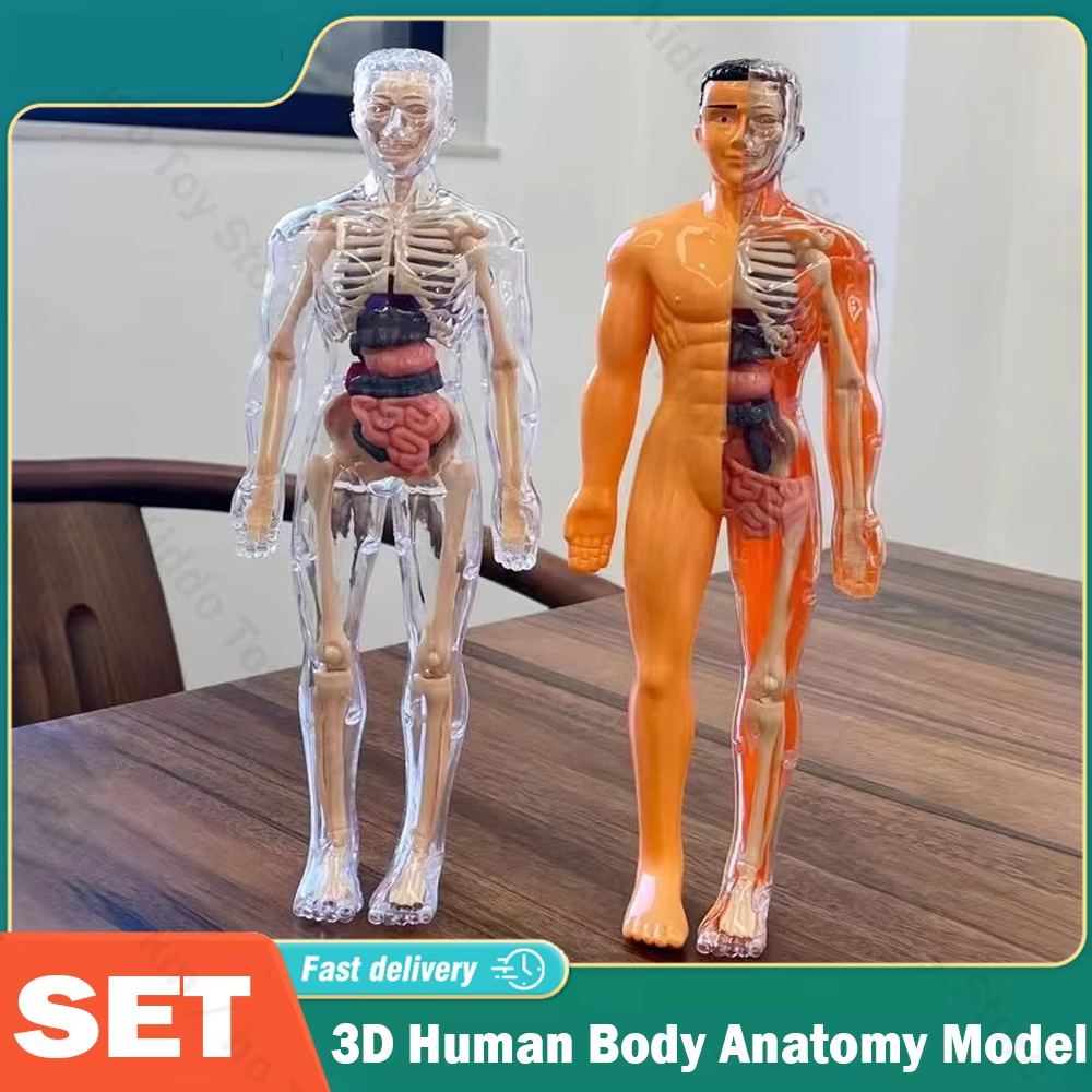 3D Human Body Torso Model for  - огляд і ціна Human Body Puzzle