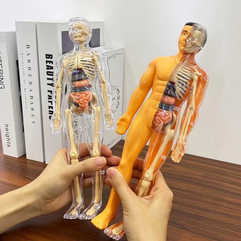 3D Human Body Torso Model for  - огляд і ціна Human Body Puzzle