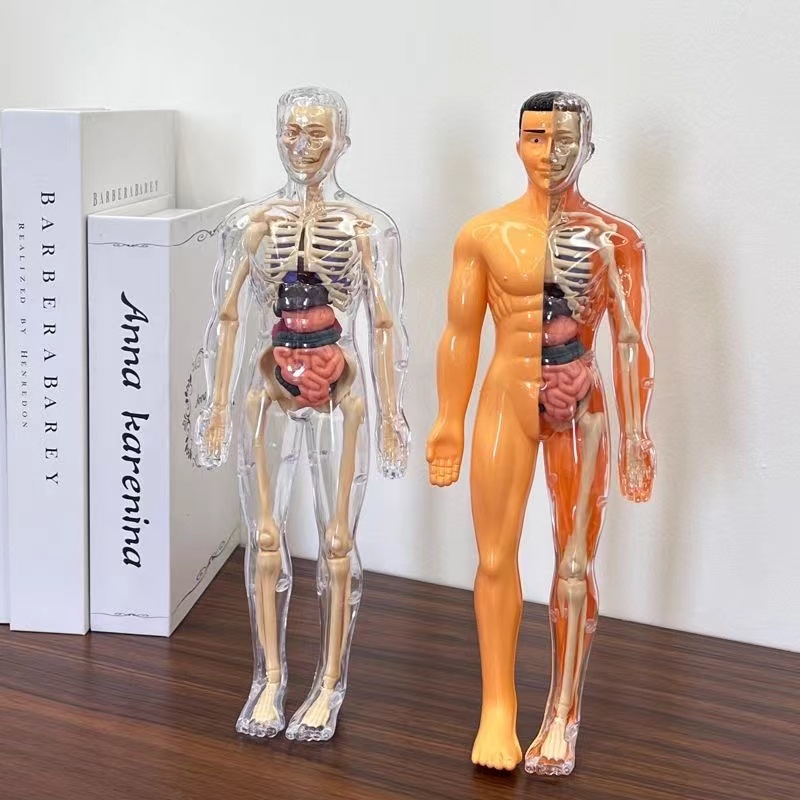 3D Human Body Torso Model for  - огляд і ціна Human Body Puzzle