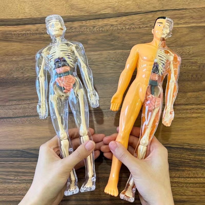 3D Human Body Torso Model for  - огляд і ціна Human Body Puzzle