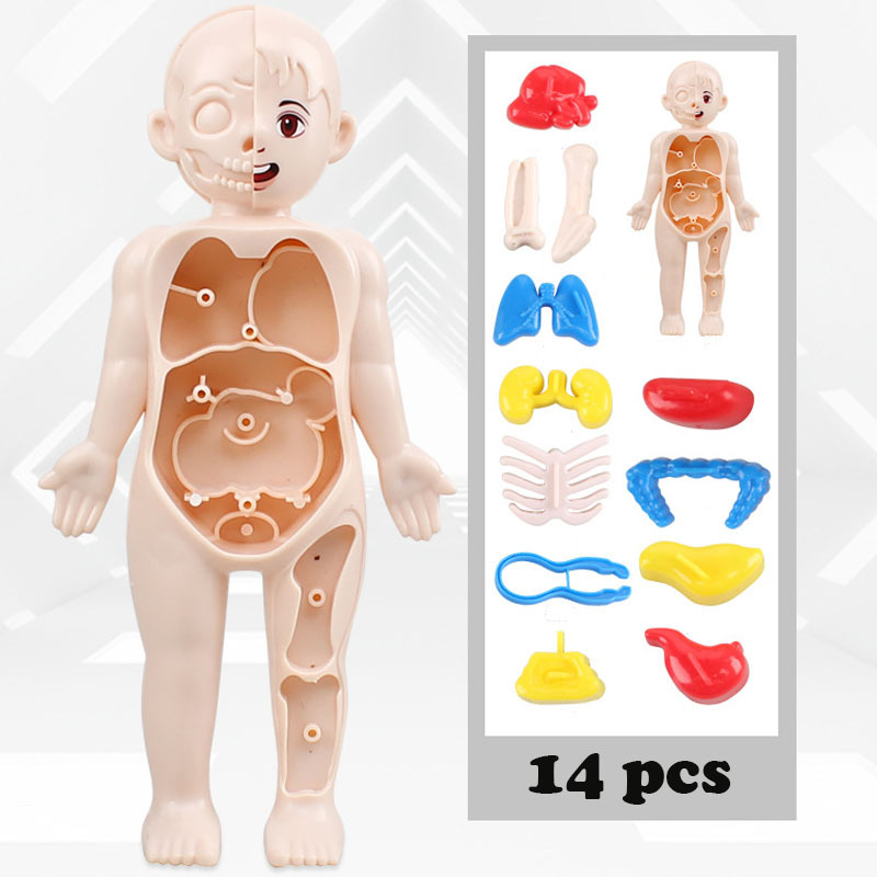 14PCS/Set 3D Puzzle Human Anat - огляд і ціна Human Body Puzzle