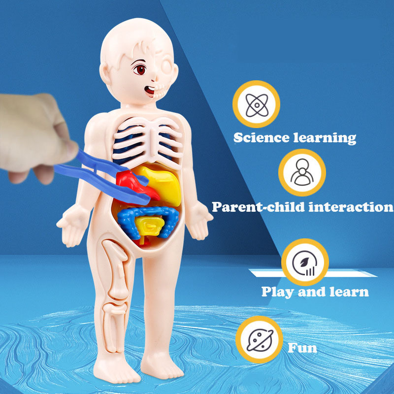 14PCS/Set 3D Puzzle Human Anat - огляд і ціна Human Body Puzzle