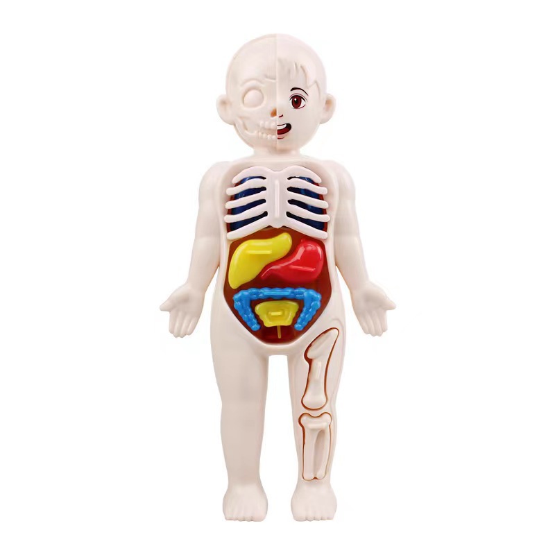 14PCS/Set 3D Puzzle Human Anat - огляд і ціна Human Body Puzzle