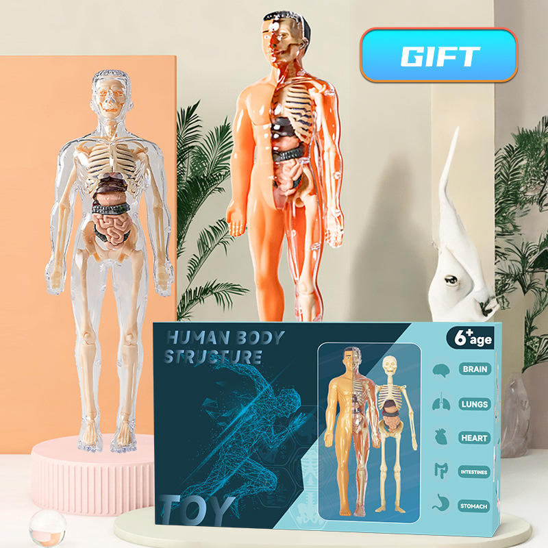 3D Human Torso Model Children' - огляд і ціна Human Body Puzzle