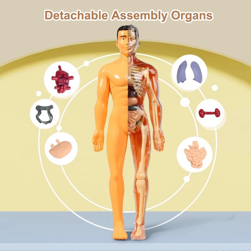 3D Human Torso Model Children' - огляд і ціна Human Body Puzzle