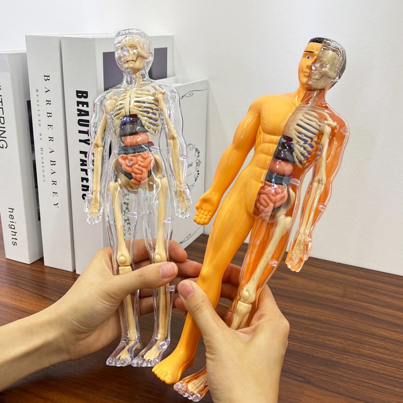 3D Human Torso Model Children' - огляд і ціна Human Body Puzzle