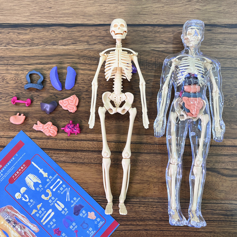 3D Human Torso Model Children' - огляд і ціна Human Body Puzzle