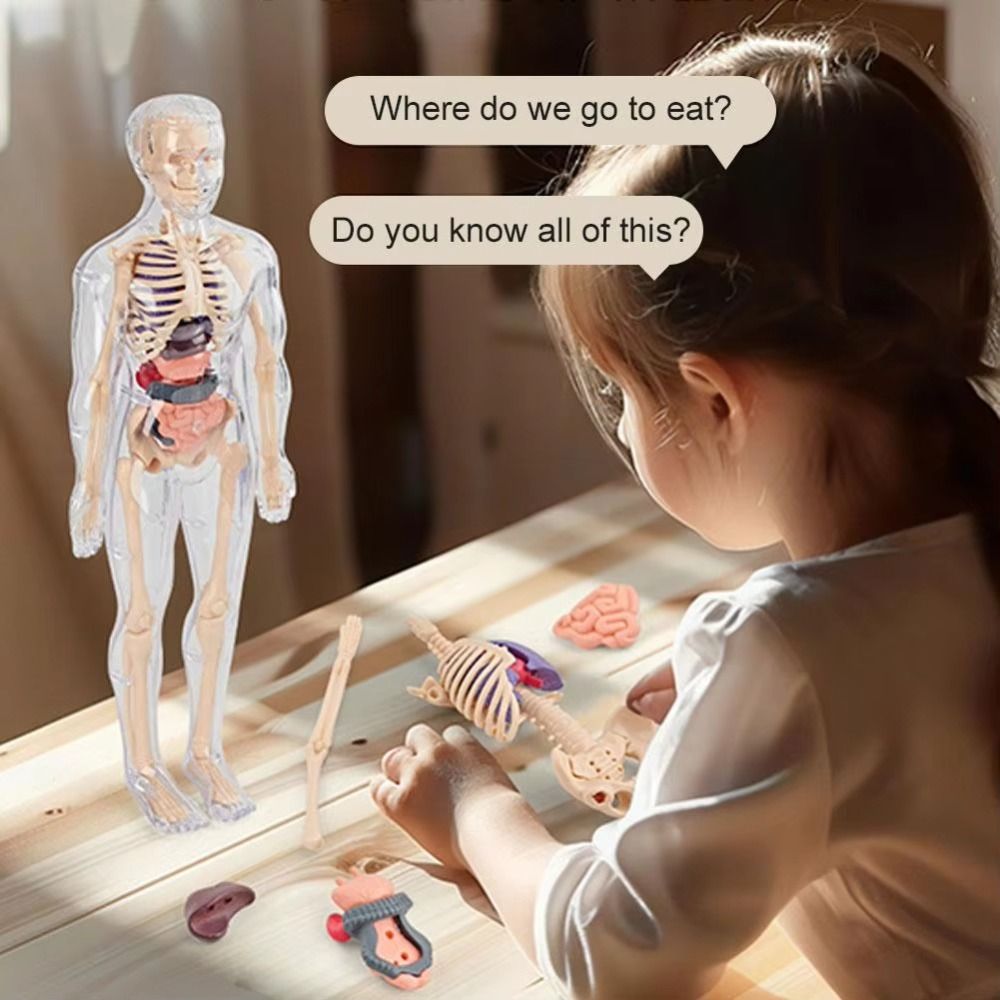 Plastics 3d Human Torso Model  - огляд і ціна Human Body Puzzle