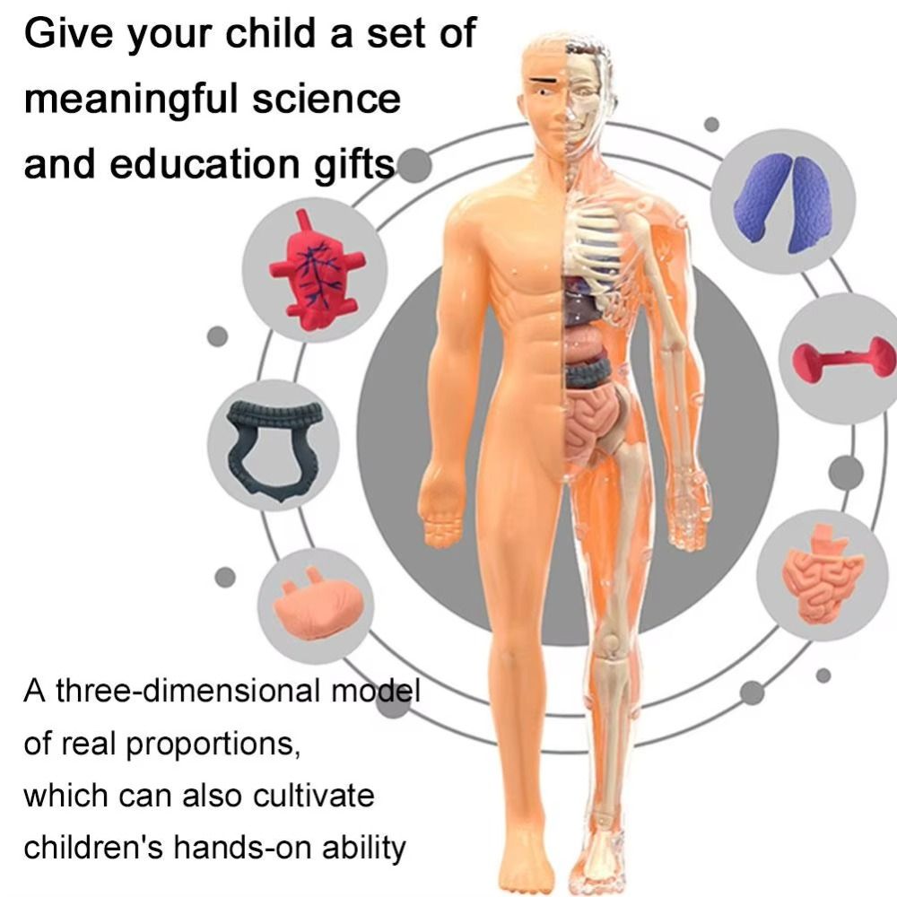 Plastics 3d Human Torso Model  - огляд і ціна Human Body Puzzle