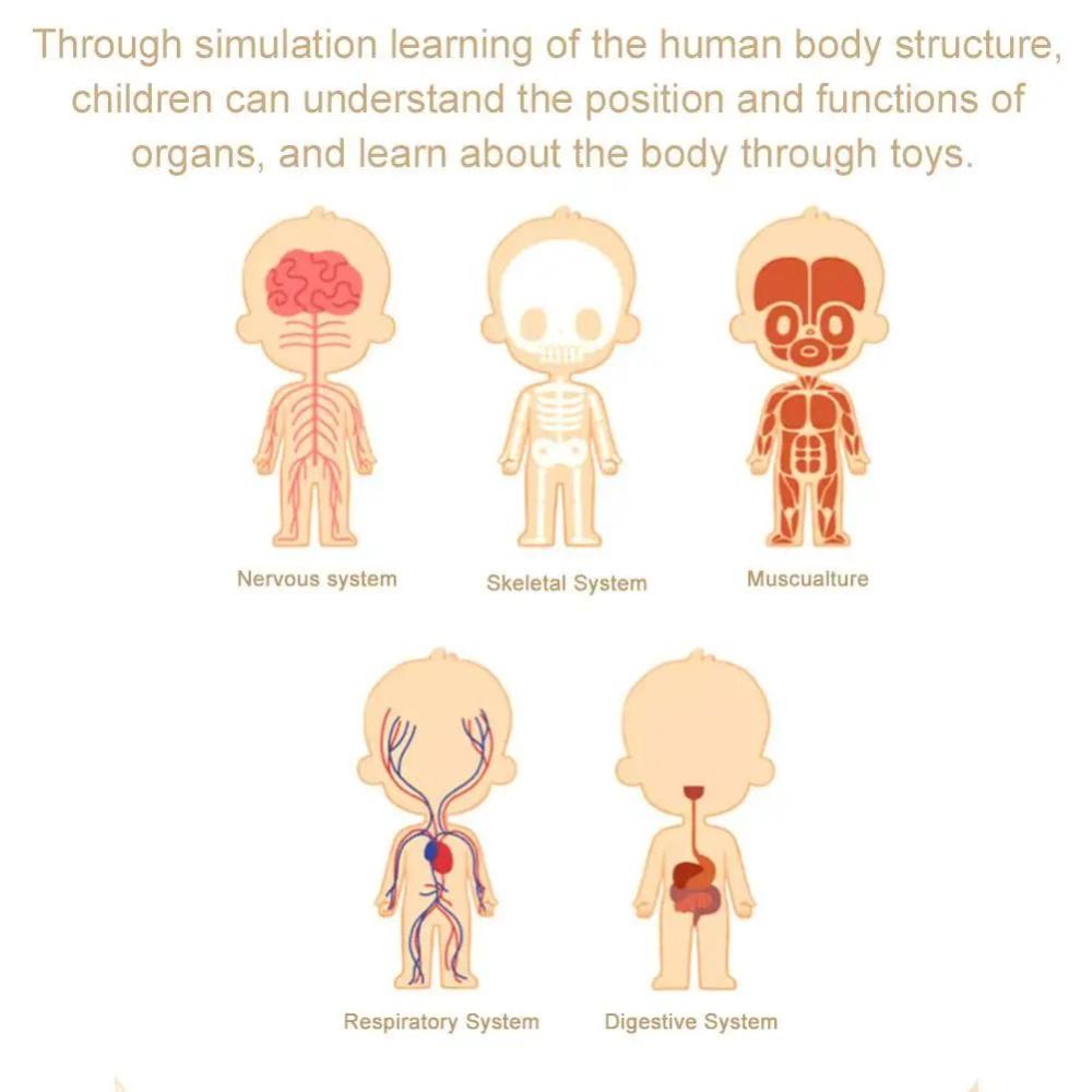 Plastics 3d Human Torso Model  - огляд і ціна Human Body Puzzle