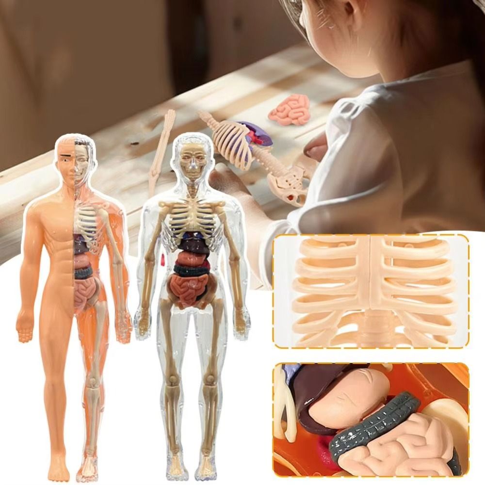 Plastics 3d Human Torso Model  - огляд і ціна Human Body Puzzle